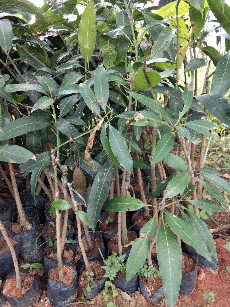 芒果苗树苗四季蜜芒金煌芒苗嫁接苗品种正宗广西灵山带叶保证