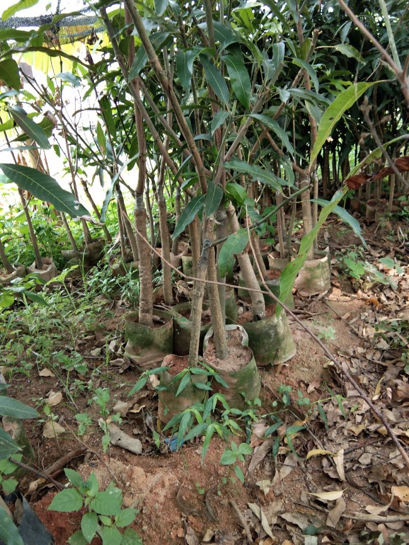 芒果苗树苗四季蜜芒金煌芒苗嫁接苗品种正宗广西灵山带叶保证