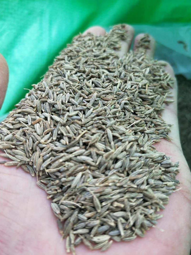 孜然，孜然，烧烤必备，家用香料大料佐料