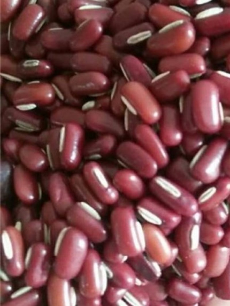 赤小豆产新赤小豆饱满无碎粒干净无杂质
