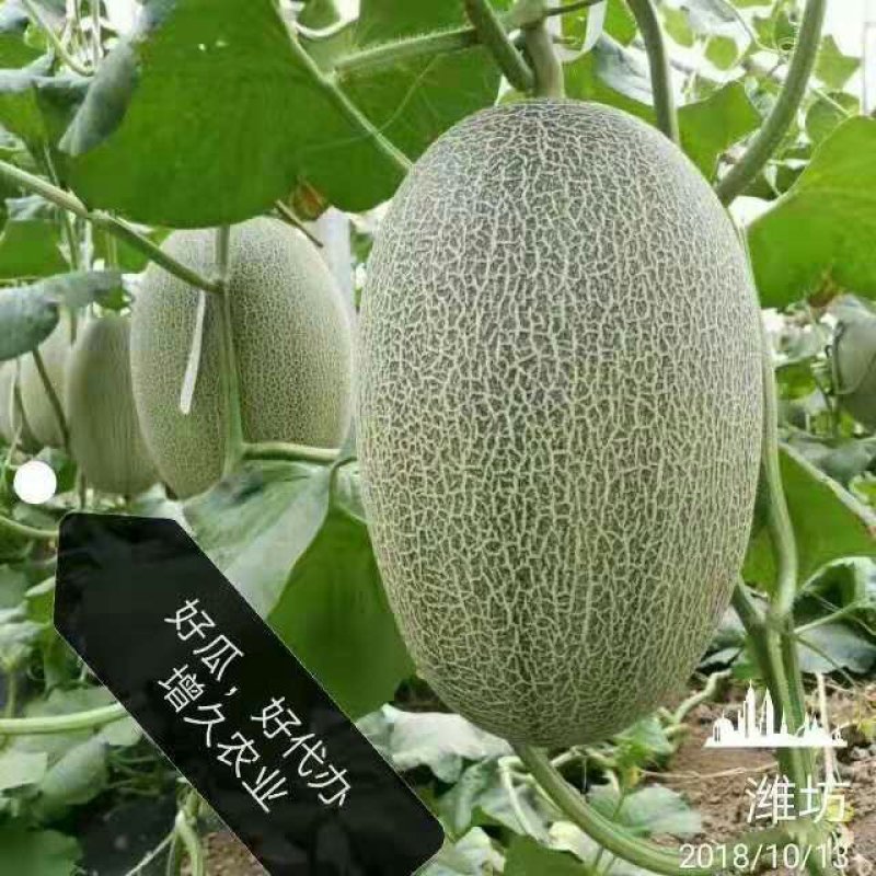 哈蜜瓜