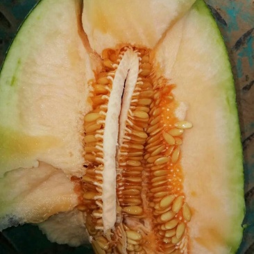 哈蜜瓜