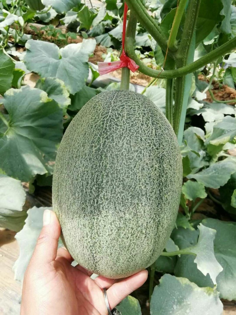 哈蜜瓜