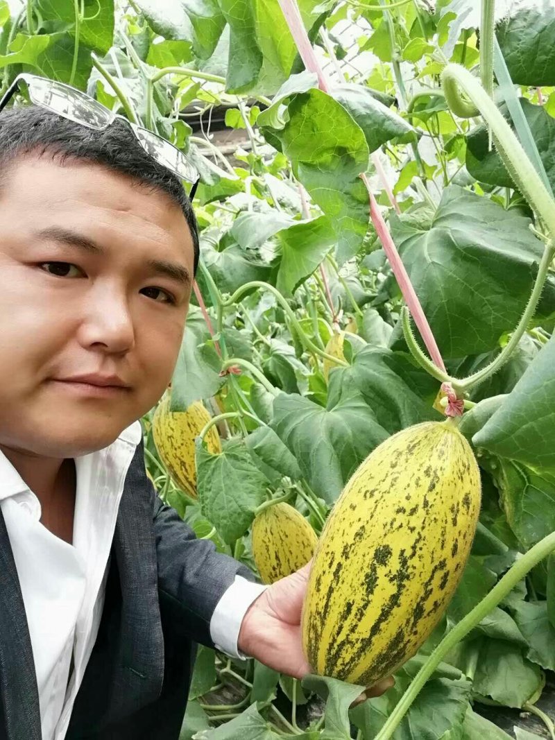 哈蜜瓜
