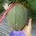 哈蜜瓜