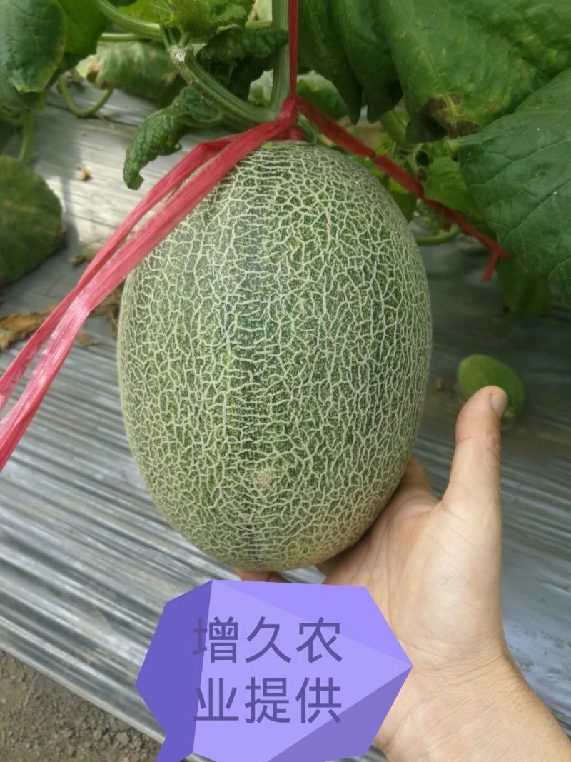哈蜜瓜