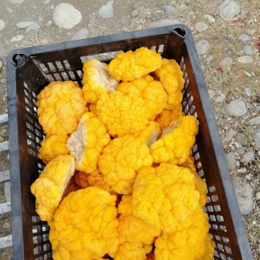 金耳