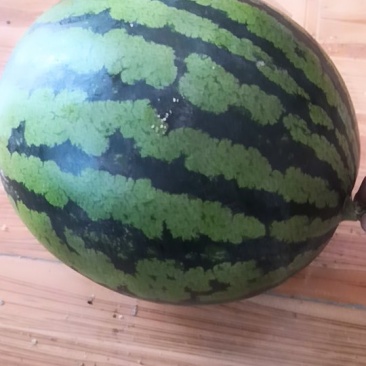 大量供应甜王西瓜