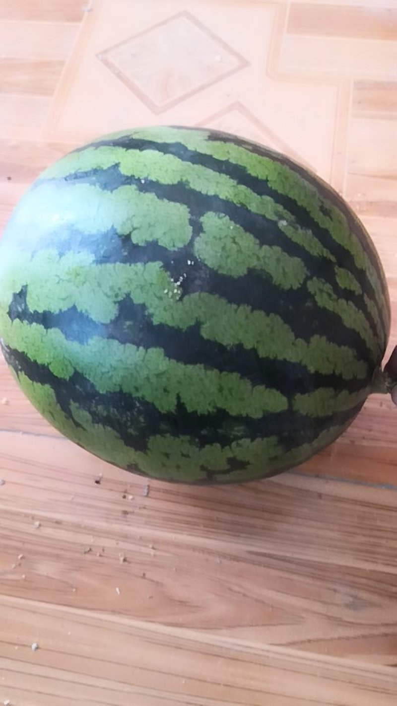 大量供应甜王西瓜