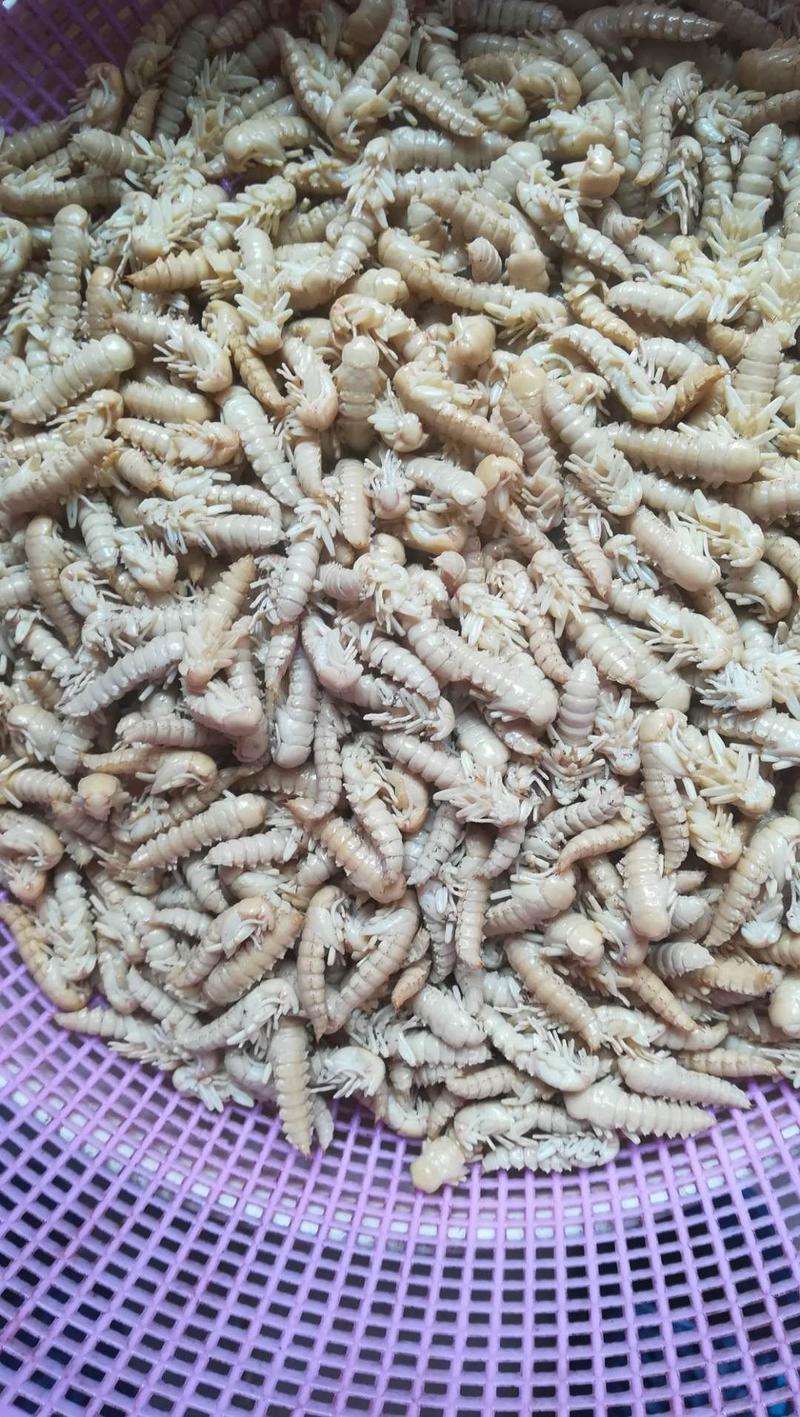 大麦蛹大麦虫金粉虫蛹还有多种昆虫批发