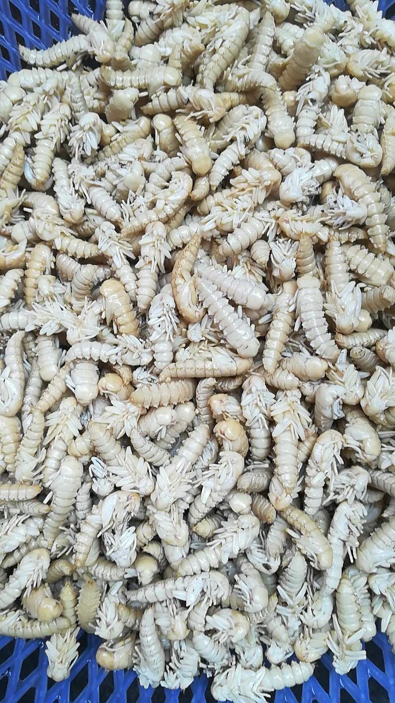 大麦蛹大麦虫金粉虫蛹还有多种昆虫批发