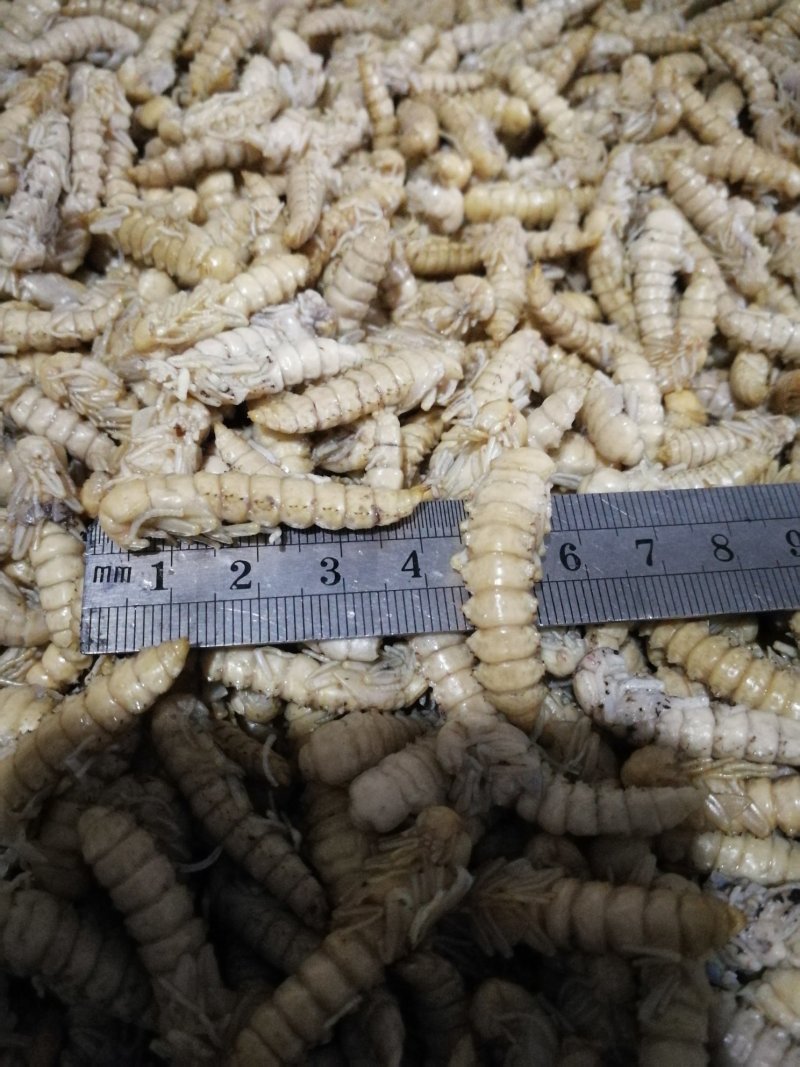 大麦蛹大麦虫金粉虫蛹还有多种昆虫批发