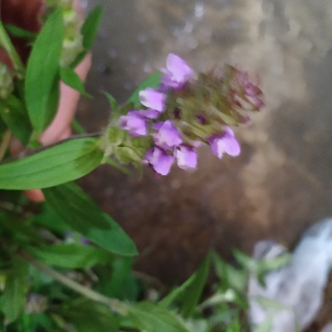 广东省粤北地区夏枯草，麦夏枯，铁线夏枯