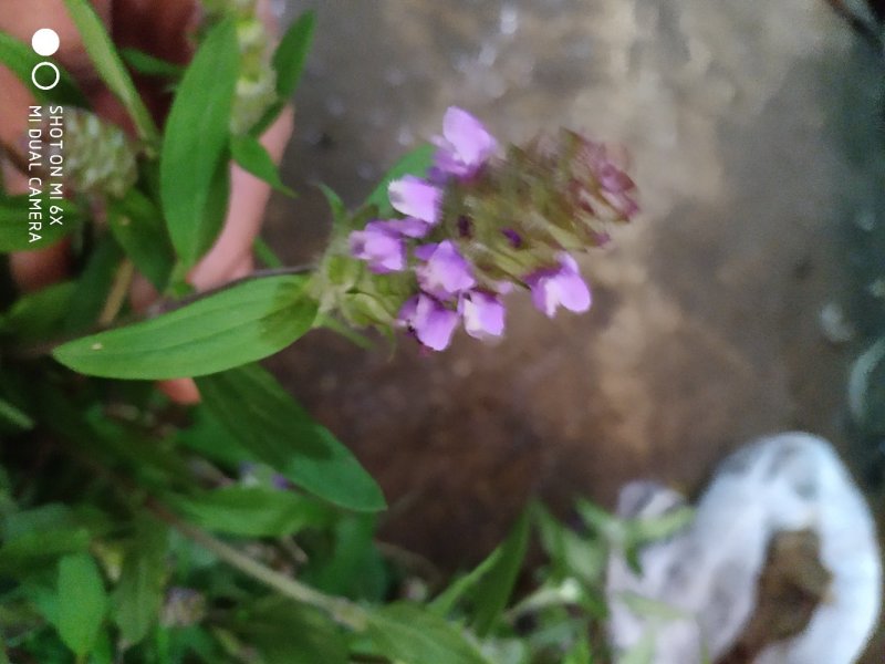 广东省粤北地区夏枯草，麦夏枯，铁线夏枯