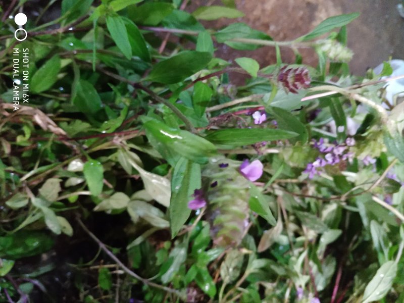 广东省粤北地区夏枯草，麦夏枯，铁线夏枯