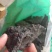干漆包邮泽漆各种中药材批发零售各种规格中药材