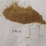 早熟禾种子草坪种子四季可播种子