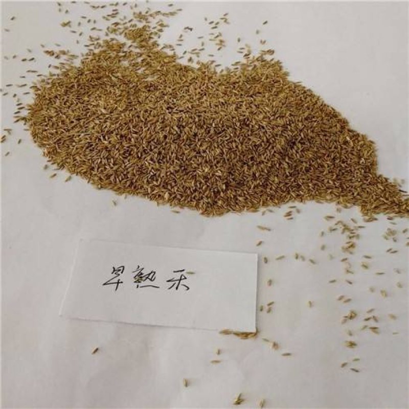 早熟禾种子草坪种子四季可播种子