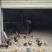 转让东宝区50亩羊场猪场