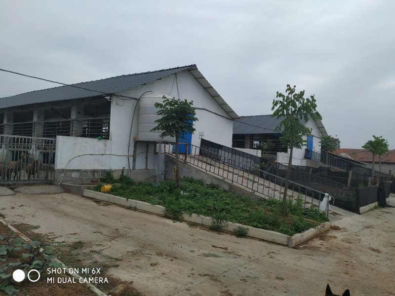 转让东宝区50亩羊场猪场