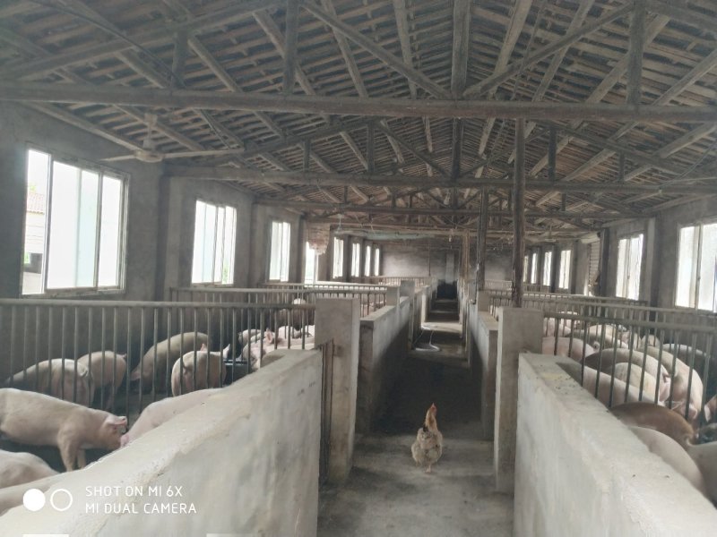 转让东宝区50亩羊场猪场