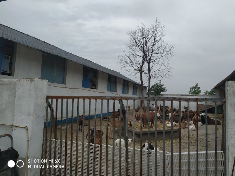 转让东宝区50亩羊场猪场