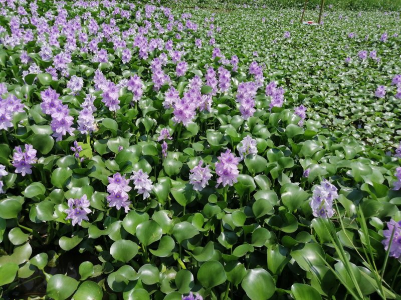 水葫芦，又名风凤眼莲。