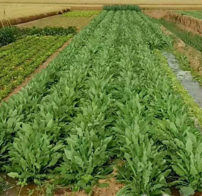 苦荬菜种子牧草种子多年生种子养殖猪鸡鸭鹅牧草品种