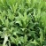 苦荬菜种子牧草种子多年生种子养殖猪鸡鸭鹅牧草品种