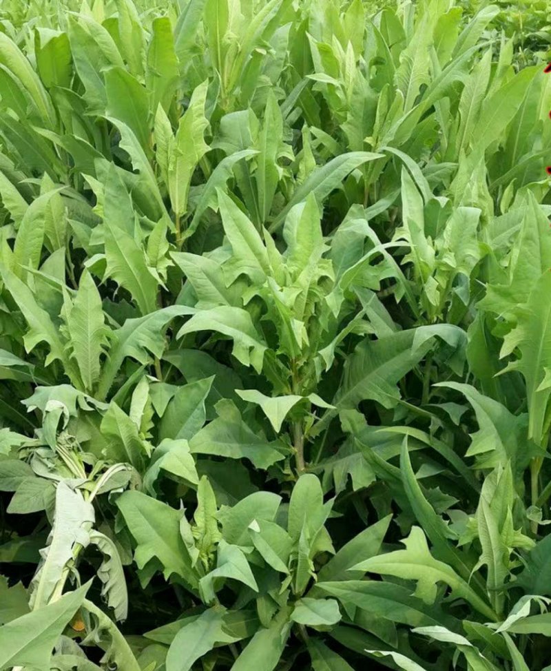 苦荬菜种子牧草种子多年生种子养殖猪鸡鸭鹅牧草品种