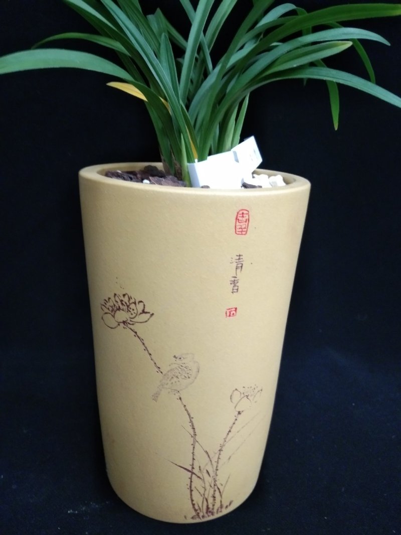 如意荷(春兰)