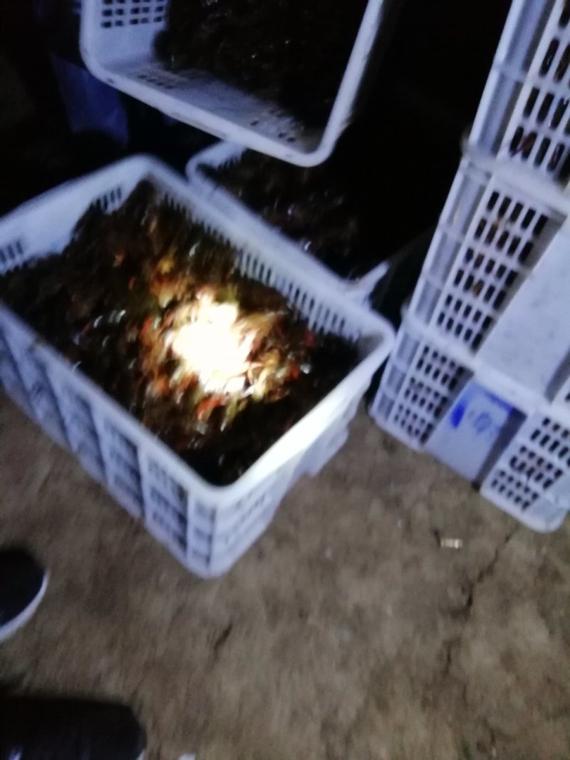 小龙虾