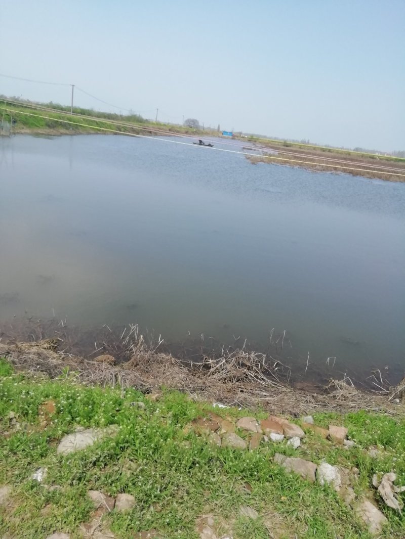 小龙虾
