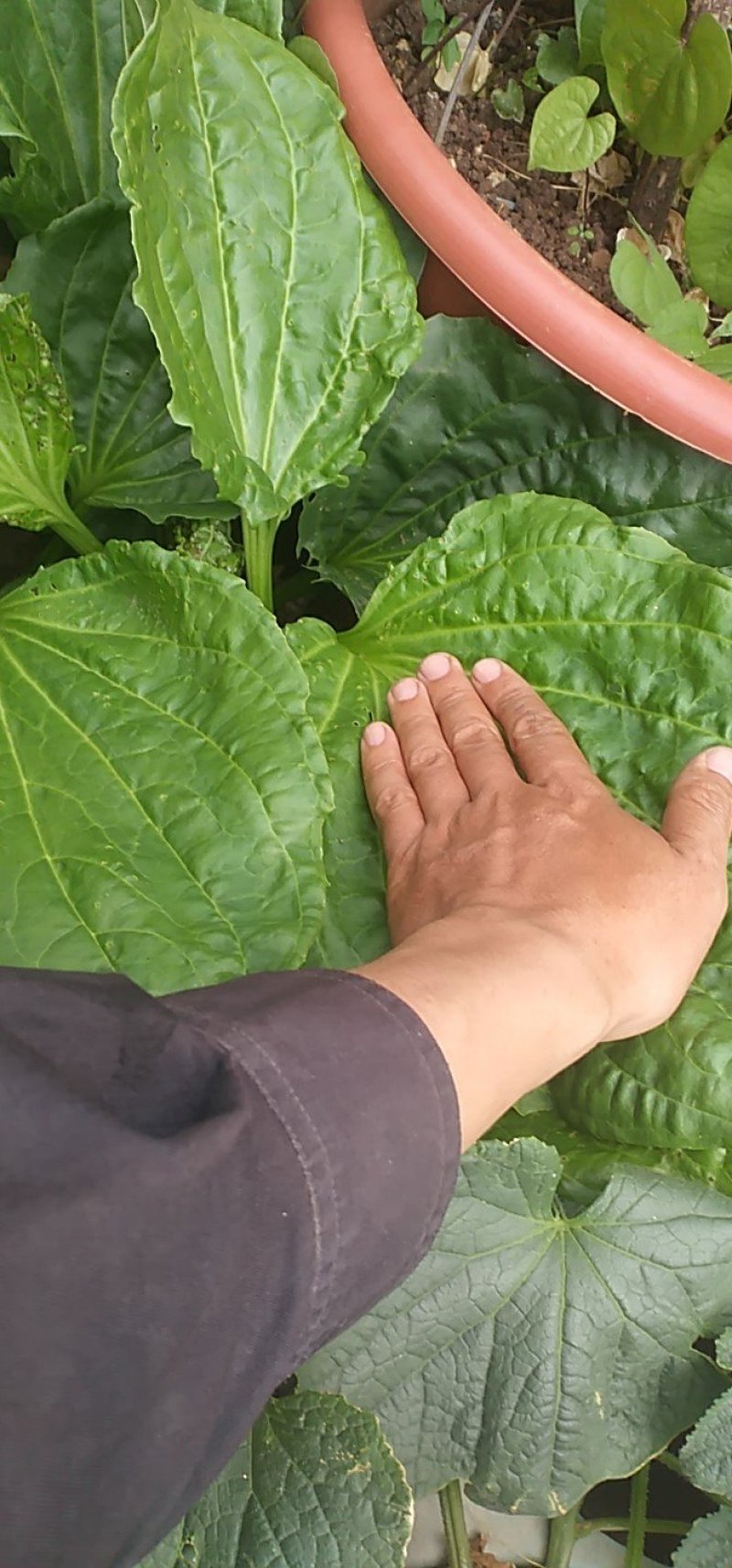 新鲜车前草