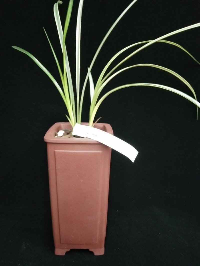 莲瓣兰中透艺(兰花)