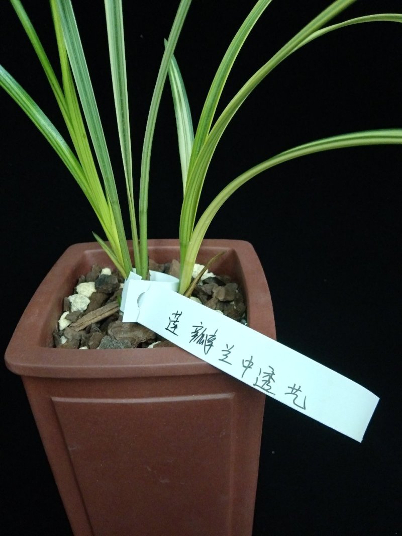 莲瓣兰中透艺(兰花)