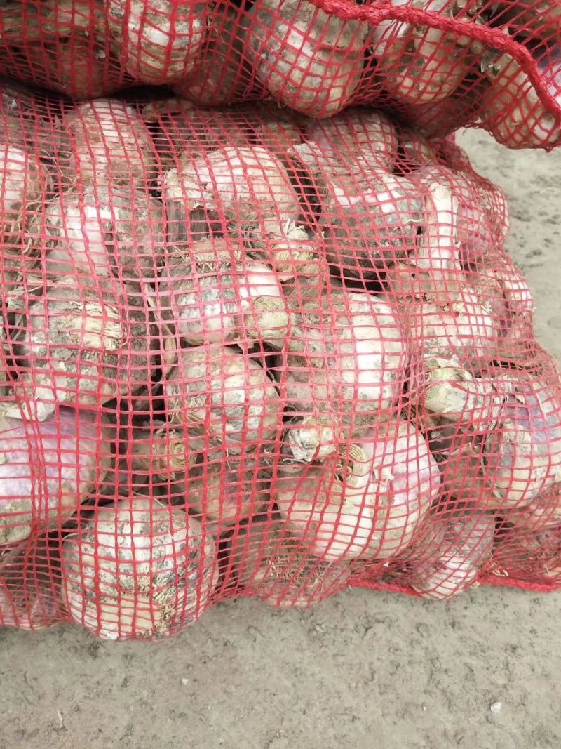大蒜、苔蒜、脱水蒜，混级蒜，电商货，可视频看货，质量保证