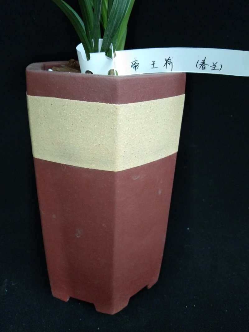 帝王荷(春兰)