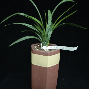 帝王荷(春兰)