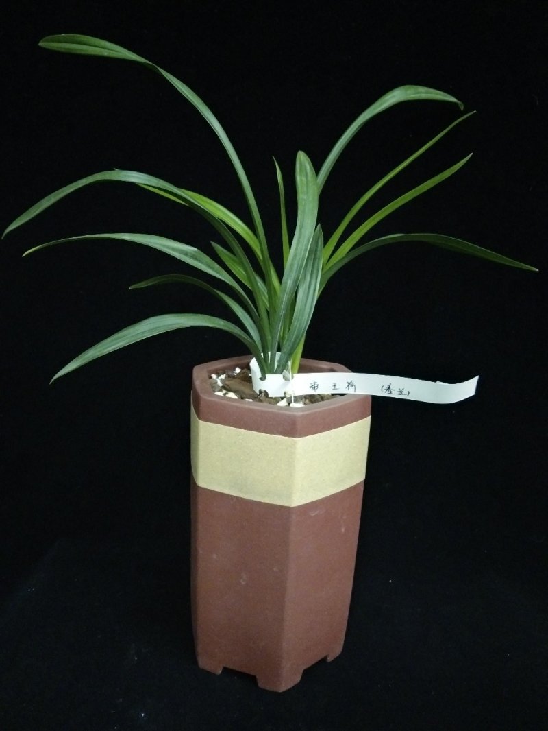 帝王荷(春兰)
