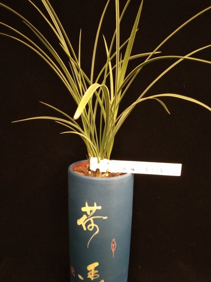 辉煌(春兰边草)