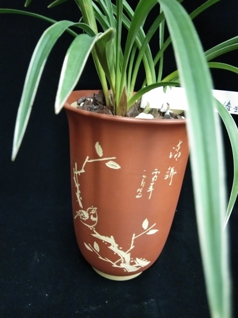 天草(春兰花艺双全)