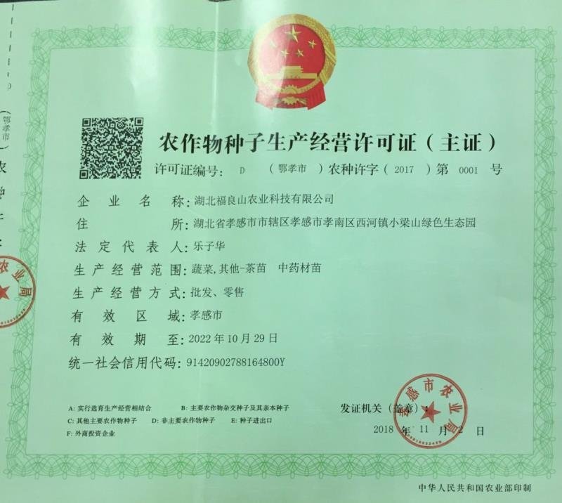 茶叶树苗穴盘苗扦插苗存活率高
