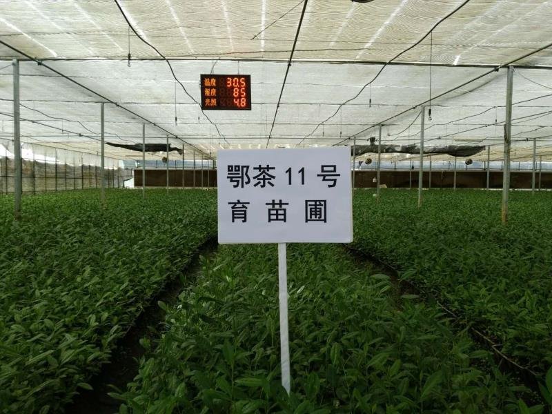 茶叶树苗穴盘苗扦插苗存活率高
