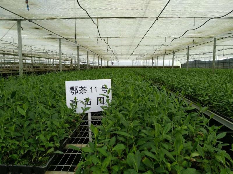 茶叶树苗穴盘苗扦插苗存活率高