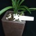 环球荷鼎(春兰)