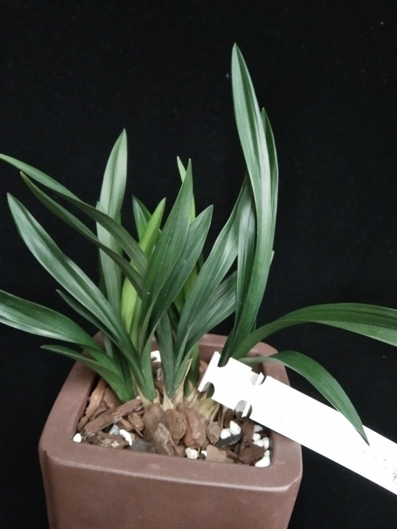 玉玲珑(春兰荷瓣名品)