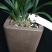 玉玲珑(春兰荷瓣名品)
