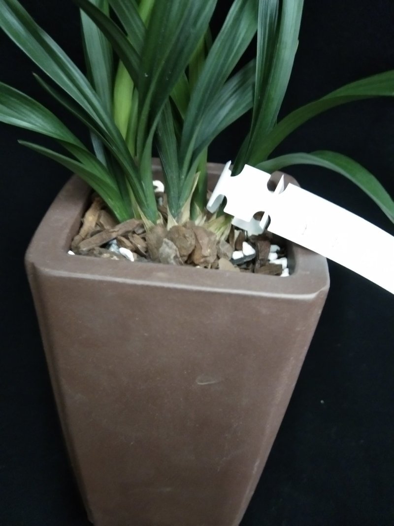 玉玲珑(春兰荷瓣名品)