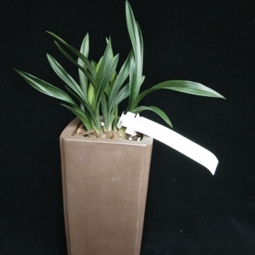 玉玲珑(春兰荷瓣名品)